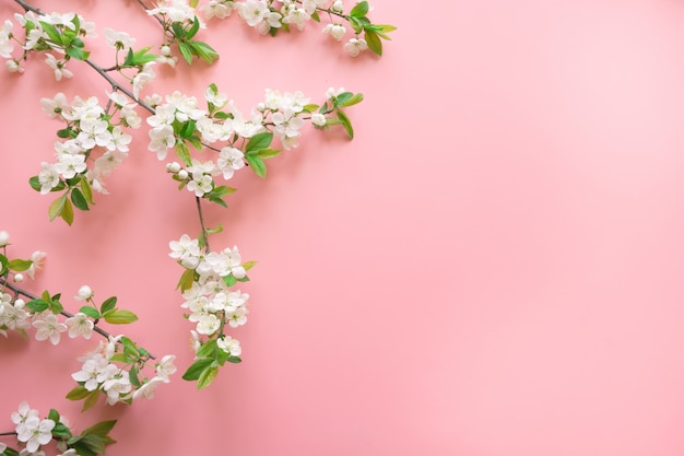 Creative springtime layout, spring white blossom branches on pastel pink. Floral. View from above, flat lay. copyspace background