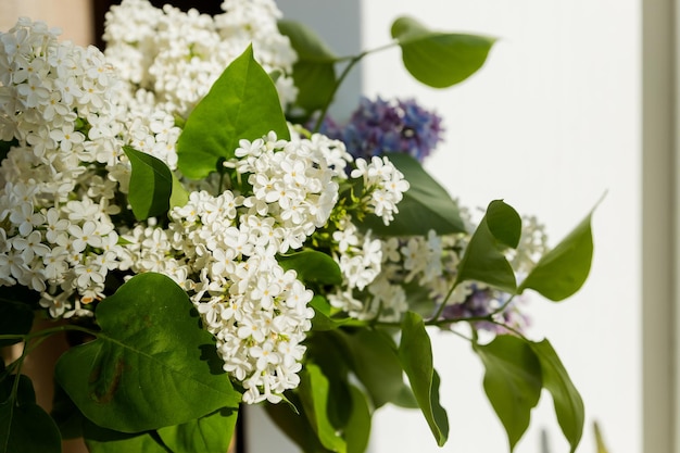 Creative still life Purple ad white lilac flower bouquet Spring conceptBlooming lilac bush with tender tiny flowerhappy mothers day