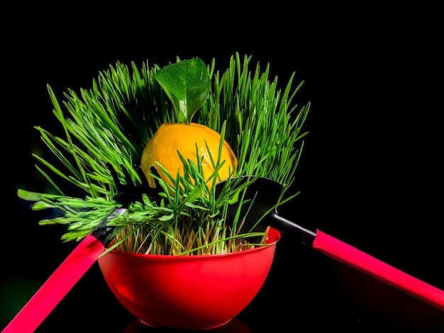 Creative still life with lemon in green grass on a black background