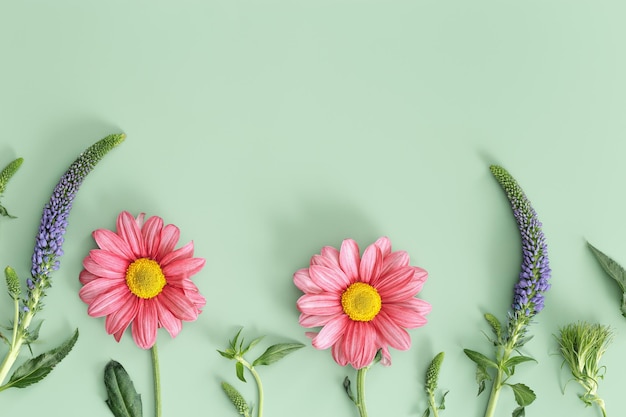 Creative summer floral flat lay veronica spicata purple flower and pink daisy blossoming flower