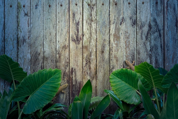 Creative tropical layout Tropical plants on a wooden background with copy space