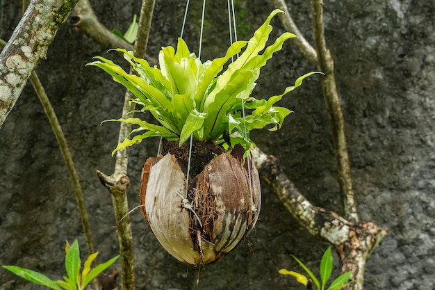 Creative use of coconut shell for planting a houseplant