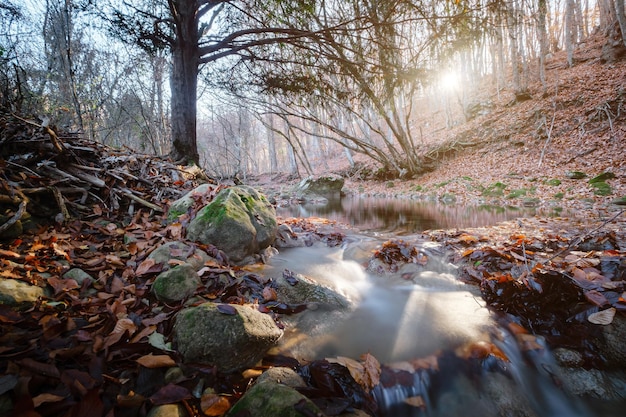 Creek in autumn forest sunset Fall season in forest