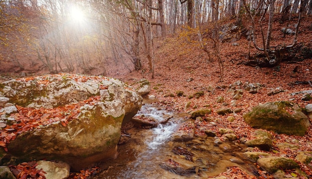 Creek in autumn forest sunset Fall season in forest