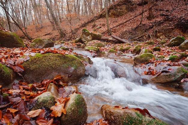 Creek in autumn forest sunset Fall season in forest