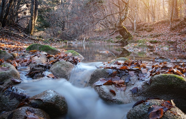 Creek in autumn forest sunset Fall season in forest