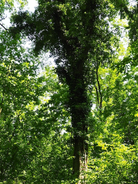 Creepers on tree branches in a European forest Serbia Fruska Gora National Park A plant that finds vertical support Antennae adventitious roots attachments Liana is the life form of plants