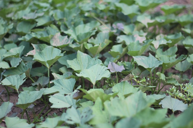 Creepers with green leaves sweet potato plants