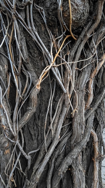 Creeping dry branches and tendons on a tree trunk