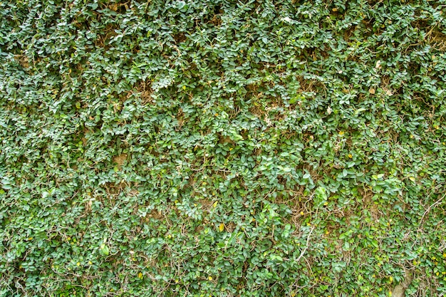 creeping fig plant on the wall