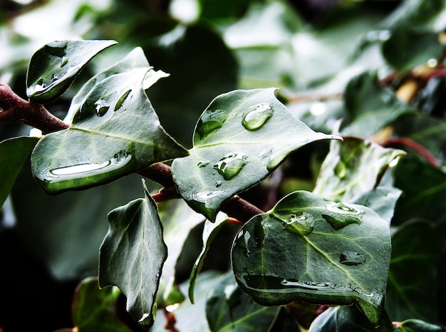 Creeping ivy in the rain