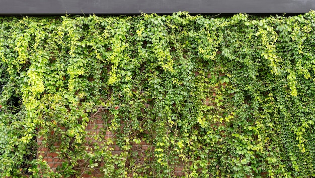 Creeping plant on brick wall background