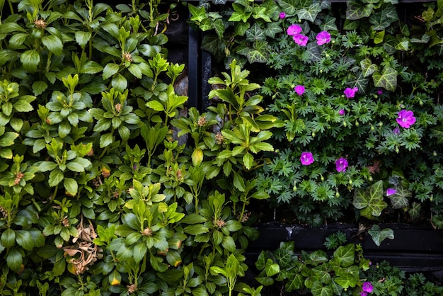 Creeping plants and flowers close up