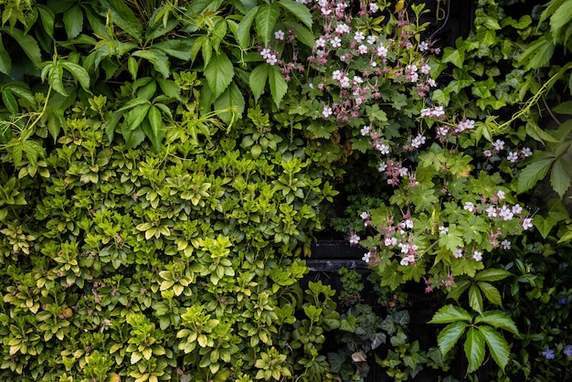 Creeping plants and flowers close up