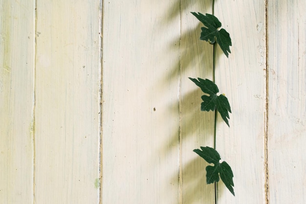 Creeping plants with green leaves lined up on white old wooden wall