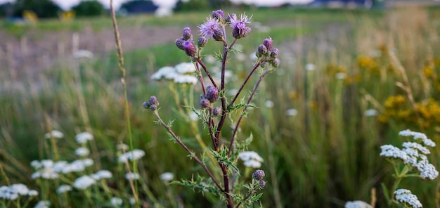 Creeping thistle flower on the field Cirsium arvense Purple flowers