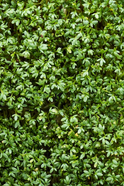 Cress background image