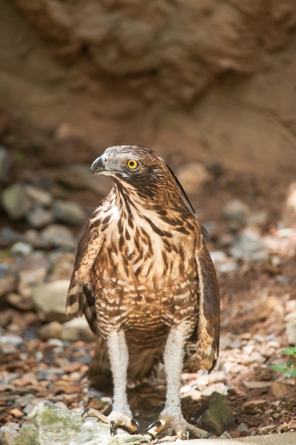 Crested Goshawk : Accipiter trivirgatus