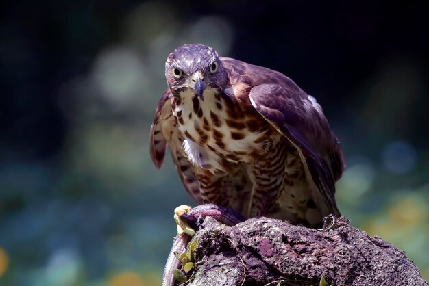 Photo crested goshawk with its prey