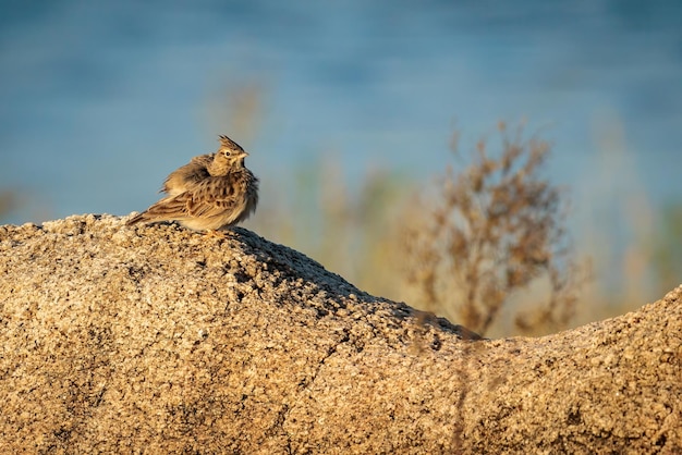 Crested Lark. Bird in its natural environment.