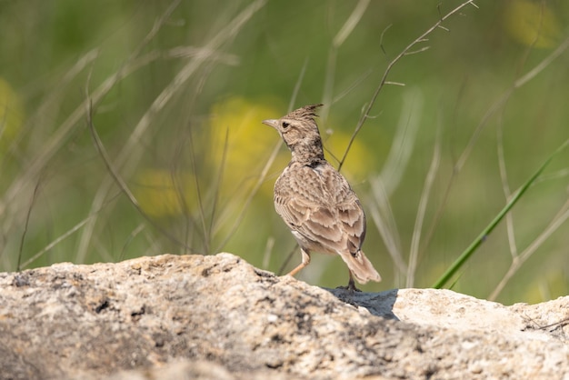 Crested lark Galerida cristata in natural habitat