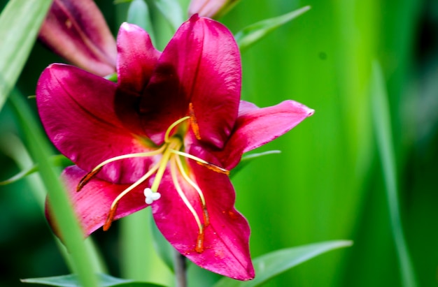 Crimson lily flower close up in the garden