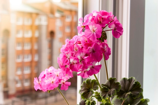 Crimson pelargonium flowers on the window, floriculture and comfort in the house