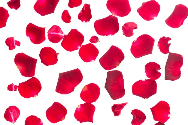 Crimson red rose petals isolated