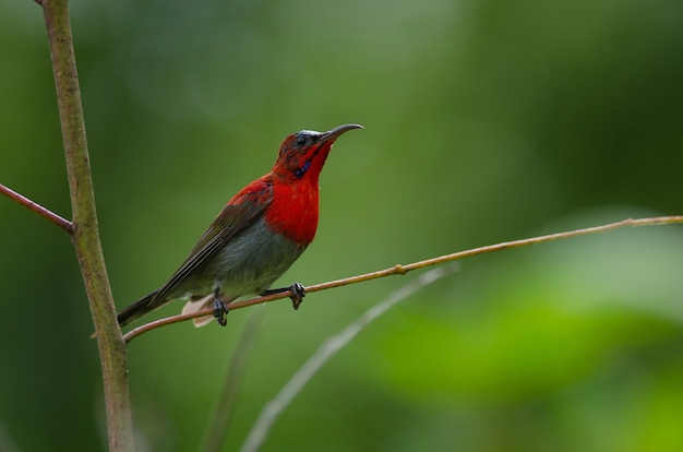 Crimson Sunbird (Aethopyga siparaja) perching on a branch in nature Thailand