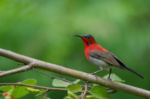 Crimson Sunbird catch on branch in nature 