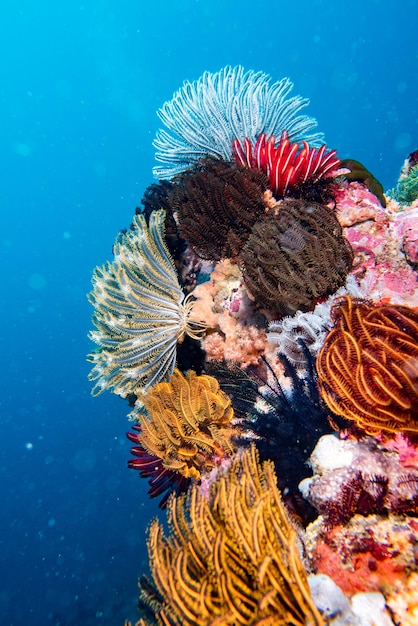 Crinoid underwater while diving different color