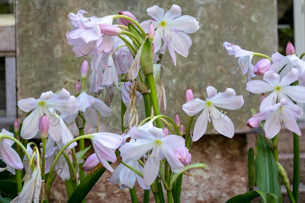 Crinum powellii beautiful flower