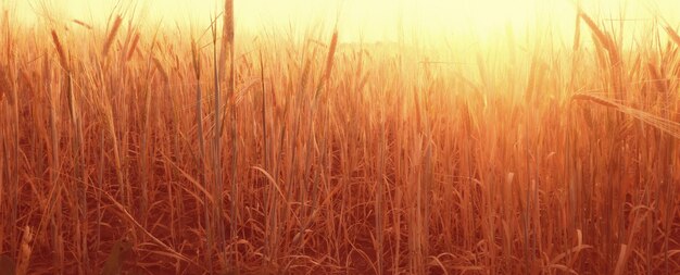 crisis harvesting grain spikelets sun sunset background