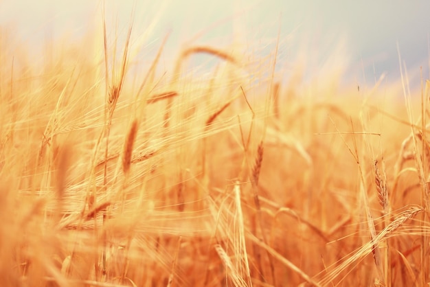 crisis harvesting grain spikelets sun sunset background