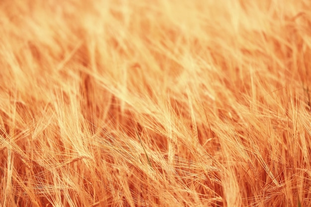 crisis harvesting grain spikelets sun sunset background