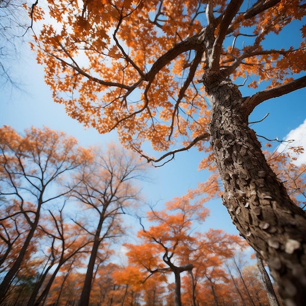 Crisp Morning Canopy Autumn Landscape Photo