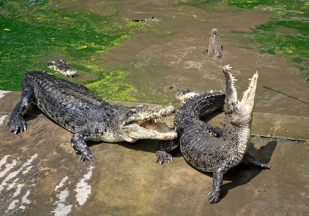 Crocodile Action on the Farm.