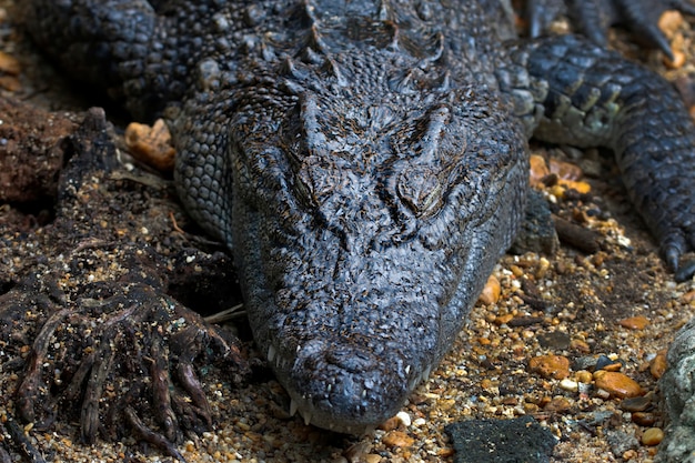 Crocodile Crocodylidae Reptile Close up Head