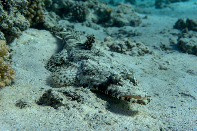 Crocodile fish lies on a coral reef