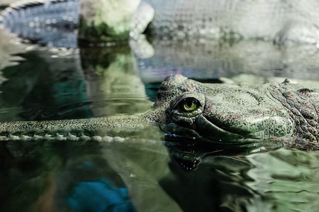 The crocodile gavial indian in water in the Zoo. Close up of the head of a gharial