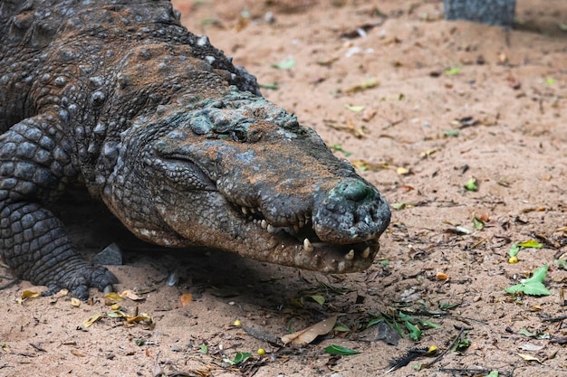 Crocodile head closeup shot while it's walking