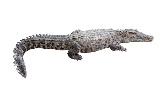 Crocodile isolated on white