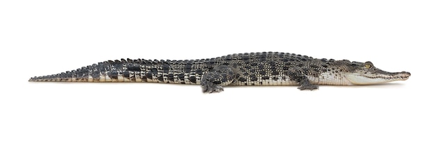 Crocodile isolated