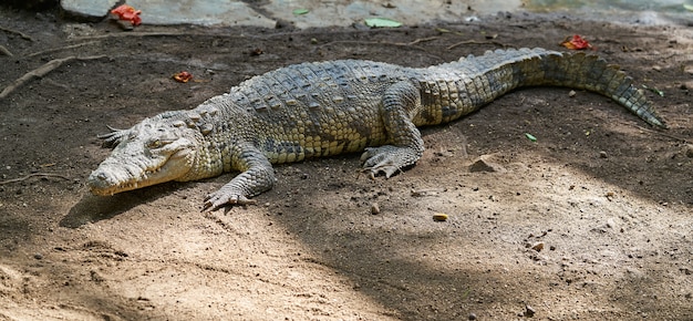 Crocodile in Mexico Riviera Maya