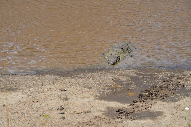 Crocodile on the river bank Masai Mara Kenya Africa