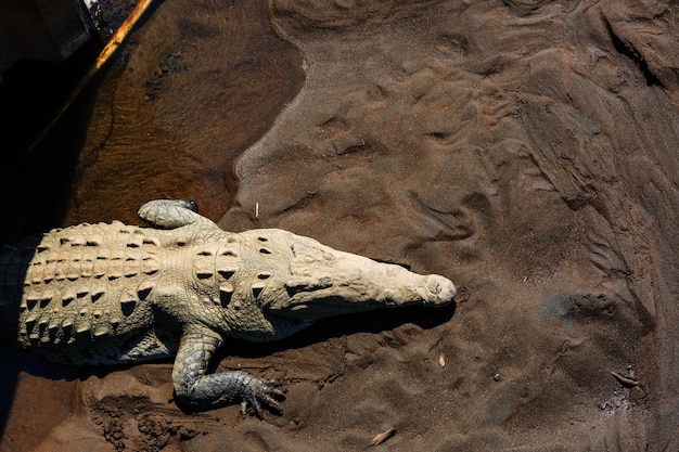 Photo crocodile site in costa rica, central america