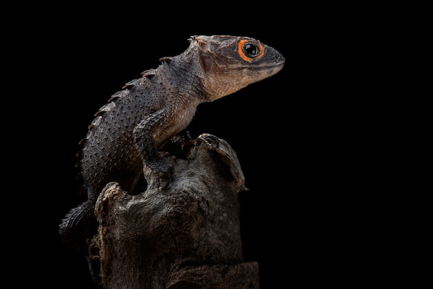 crocodile skink  on black background