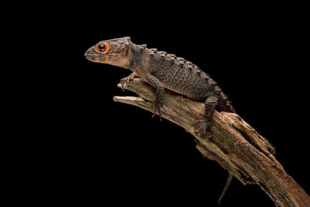 crocodile skink  on black background