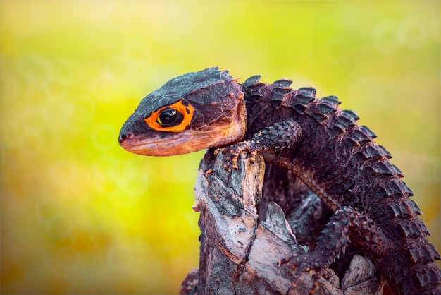 Crocodile skink on twigs