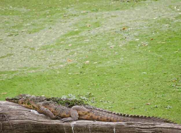 Crocodile in South Luangwa - Zambia